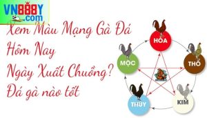 Xem ngày đá gà chuẩn nhất