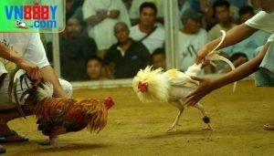 Cá cược đá gà Mỹ